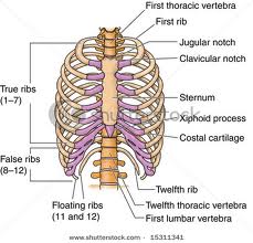 Mid-Body Bones - SkeleSystem